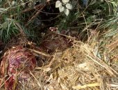 العثور على 16 حمار مذبوح ومسلوخ الجلد بقرية في بنى سويف