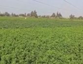 طقس المنوفية الآن.. شمس ساطعة وأجواء دافئة فى أغلب المدن.. لايف