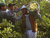 تعرف على أهم توصيات الزراعة لمحصول الجوافة