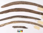 العثور على آلات رفع خشبية عمرها أكثر من 300 سنة فى أستراليا