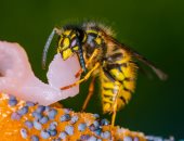 يمتلك فكا أقوى وأمعاؤه تشبه الضباع.. النحل آكل اللحوم هل يمكن أكل عسله؟.. فيديو