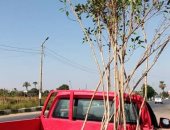 زراعة 43 ألفا و500 شجرة متنوعة دعما من وزارة البيئة بسوهاج.. صور