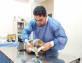"دلع حيوانك الأليف".. طبيب بيطرى يحكى تفاصيل أغرب جراحات الحيوانات.. فيديو