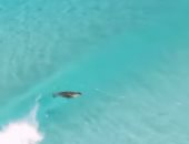 أسد البحر يتزلج على الأمواج ويسبح مع الناس فى أستراليا.. فيديو