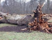 إعصار يدمر شجرة روسية عملاقة يعود تاريخها للقرن التاسع عشر