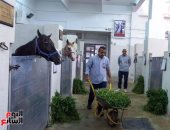 شاهد أقدم مستشفى بيطرى لعلاج الحمير والأحصنة فى مصر