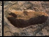 "سلف بشرى" مجهول ترك آثار أقدام عمرها 3.7 مليون عام فى إفريقيا
