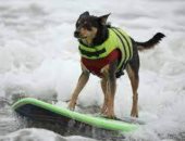 كلاب تستعرض مهاراتها فى التزلج على الأمواج بمهرجان برازيلى.. صور