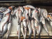 أسعار الأسماك اليوم في مصر.. البلطي يتراجع عند 22 جنيها فى الجملة