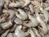 مباشر من سوق الأسماك بالإسماعيلية.. شاهد البورى المبطرخ والسعر مفاجأة.. لايف وصور