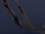 علماء يرصدون "قنديل البحر الشبح" نادر الظهور 