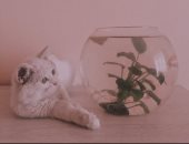 بكاميرا الموبايل.. فيفى توفيق تبدع في التصوير  