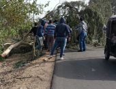 إصابة 4 أشخاص سقطت عليهم شجرة بسبب الطقس السيئ فى الغربية.. فيديو