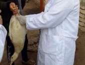 تقرير أوروبى: استمرار ارتفاع أسعار البيض والدواجن بسبب أنفلونزا الطيور 