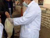 تحصين 190 ألفا و491 طائرا ضد مرض أنفلونزا الطيور بالشرقية ..صور