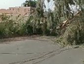 شلل مرورى إثر سقوط شجرة وأسلاك كهرباء بسبب الرياح بالغربية.. فيديو وصور 