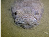 مشهد مخيف لسمكة غريبة تتخفى فى قاع البحر .. اعرف حكايتها "فيديو"