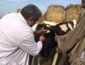 الزراعة: تحصين 6 ملايين رأس ماشية ضد مرض الحمى القلاعية والوادى المتصدع