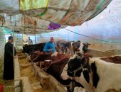 تحصين 230 ألف رأس ماشية ضد الحمى القلاعية والوادى المتصدع بكفر الشيخ  
