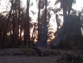 حريق يلتهم ما يقارب 1000 نخلة شمال السودان