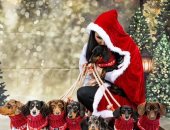 وسط الثلج وشجرة عيد الميلاد.. 8 كلاب فى فوتوسيشن مميز للكريسماس.. صور
