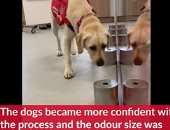 كلارنس هاوس يثني على تدريب الكلاب لاكتشاف المصابين بفيروس كورونا.. فيديو