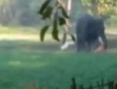 فيديو مرعب لفيل برى يهاجم رجلا في الهند