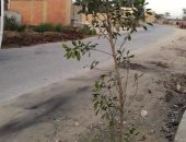 زراعة 75 شجرة على جانبى ترعة أخميم بسوهاج ضمن مبادرة " أحلى وهى خضرة "