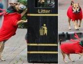 قدوة للبشر.. كلبة تنظف الشوارع البريطانية مرتدية سترة عيد الميلاد.. فيديو وصور