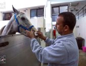"بروك" أقدم مستشفى بيطرى خيرى لعلاج الحمير والخيول فى مصر
