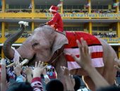 هدايا على ظهر الفيل.. تايلاند تستخدم الأفيال لرسم البهجة على وجوه الأطفال