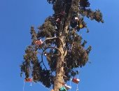 شاهد أقدم شجرة‏ كريسماس فى أسيوط عمرها 97 عاما فى كنيسة سانت تريز.. فيديو