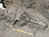 اكتشاف جمجمة زاحف بحرى عملاق عاش قبل 200 مليون عام