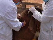 تحصين 557 ألف رأس ماشية ضد الحمى القلاعية والوادى المتصدع بالشرقية