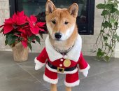 ‏"سانتا فلوكى".. كلب إيلون ماسك يرفع قيمة عملة مشفرة 3500%.. اعرف التفاصيل
