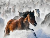 الحصان الصينى يتحدى الجليد.. الخيول البرية تتسابق على الجبال والسهول الثلجية 