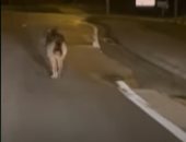 ذئب يتجول فى شوارع مدينة بلجيكية فى حدث نادر.. فيديو
