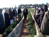 زراعة الشرقية تنفذ مدرسة حقلية إرشادية لمحصول الطماطم لمزارعي الصالحية الجديدة