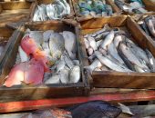 استقرار أسعار الأسماك في الأسواق اليوم ..  تعرف عليها