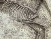العثور على حصان مقطوع الرأس فى مقبرة بألمانيا.. اعرف التفاصيل  