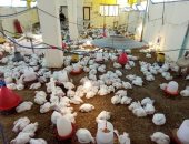 مدارس شمال سيناء منتجة.. مشروع لإنتاج 2000 دجاجة بمدرسة الشهيد بكير بالعريش