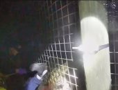 شرطى يوثق لحظة إنقاذ حياة عامل حديقة حيوان من أنياب نمر.. فيديو وصور