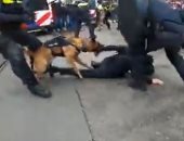 كلب ينهش ذراع أحد المتظاهرين ضد قيود كورونا فى هولندا.. فيديو