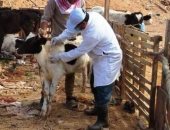 تحصين 299 ألف رأس ماشية ضد الحمى القلاعية و295 ألفا ضد حمى الوادى المتصدع بالشرقية
