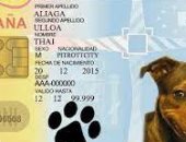 قانون "بطاقة الهوية DNI" للكلاب والقطط يدخل حيز التنفيذ فى إسبانيا.. اعرف التفاصيل