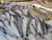 تعرف على  أسعار الأسماك في الأسواق اليوم ..  الفيلية من  30 إلى 110 جنيهات