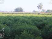 BBC تلقى الضوء على "قرية الياسمين" بمصر: مسئولة عن 50% من الإنتاج العالمى