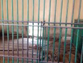 شاهد فرس النهر جابر والأسد عبده يستقبلان الزوار فى حديقة الحيوان ببنى سويف 