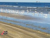 "صديق البورسعيدية".. عشرات النوارس تجلس على مياه شاطئ بورسعيد.. لايف وصور 