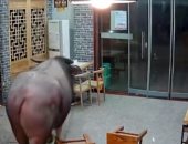 جاموس يقتحم مطعم فى الصين ويهاجم أحد الزبائن .. فيديو